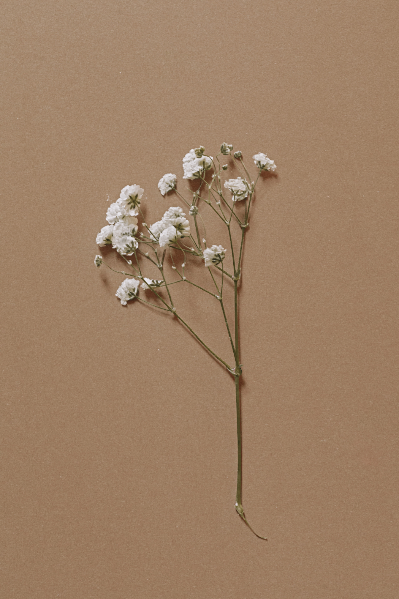Dried Flower on Brown Craft Paper